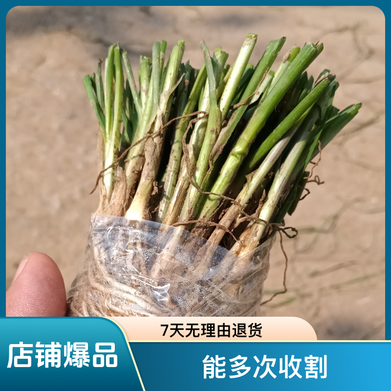 韭菜根苗现挖室内宿根四季阳台种植盆栽吸甲醛花卉绿植紫红根包邮
