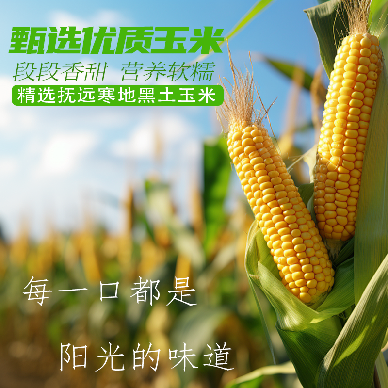 东北新鲜采摘即食甜糯煲汤早餐佳品正宗东北甜糯即食玉米