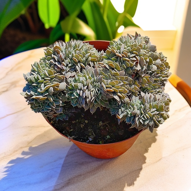 天赐缀化 多肉植物【多肉满15包邮】稀有贵货 新手好养 耐热 红色