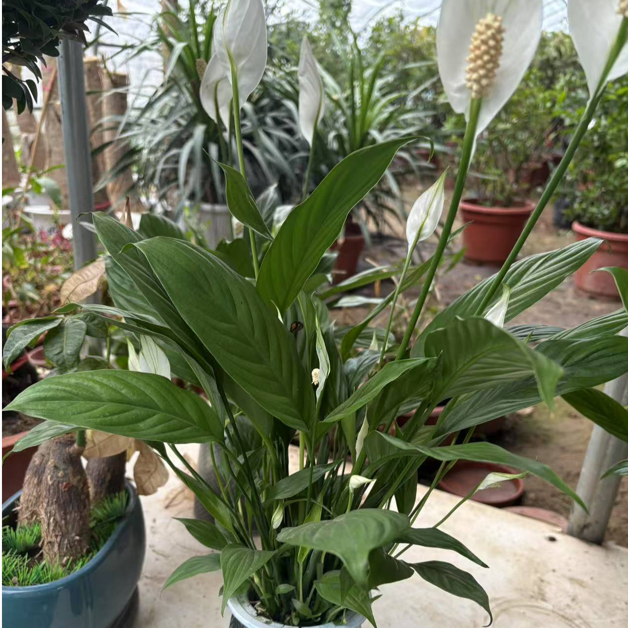室内盆栽白掌一帆风顺绿植吸甲醛，拉萨发货，西藏包邮