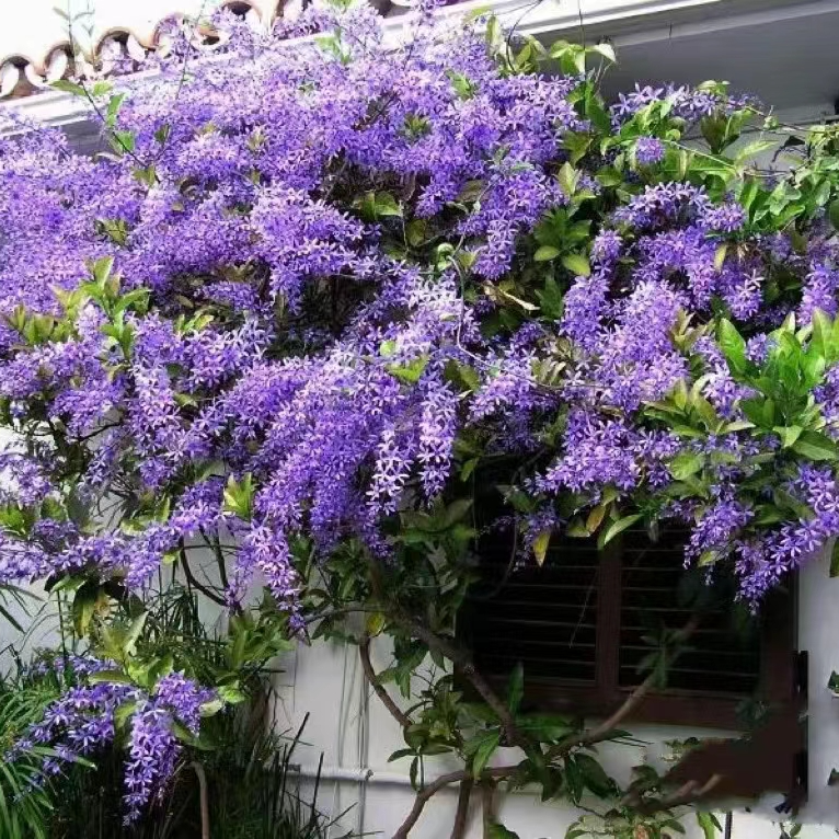 泰国大叶蓝花藤许愿树阳台庭院耐热耐晒四季开花攀爬木本花卉