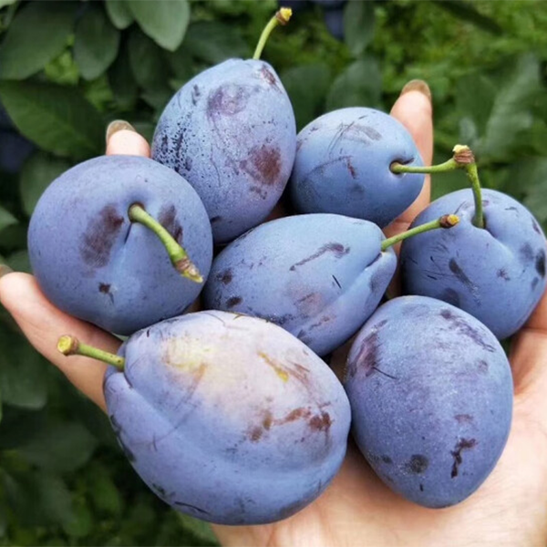 西北西梅新鲜饱满多汁水酸甜脆爽应季整箱水果现货