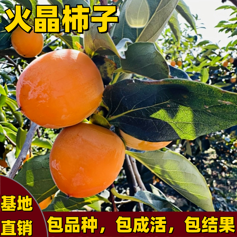火晶柿子树苗嫁接矮化果树苗南方北方种植耐寒耐热火晶甜当年结果