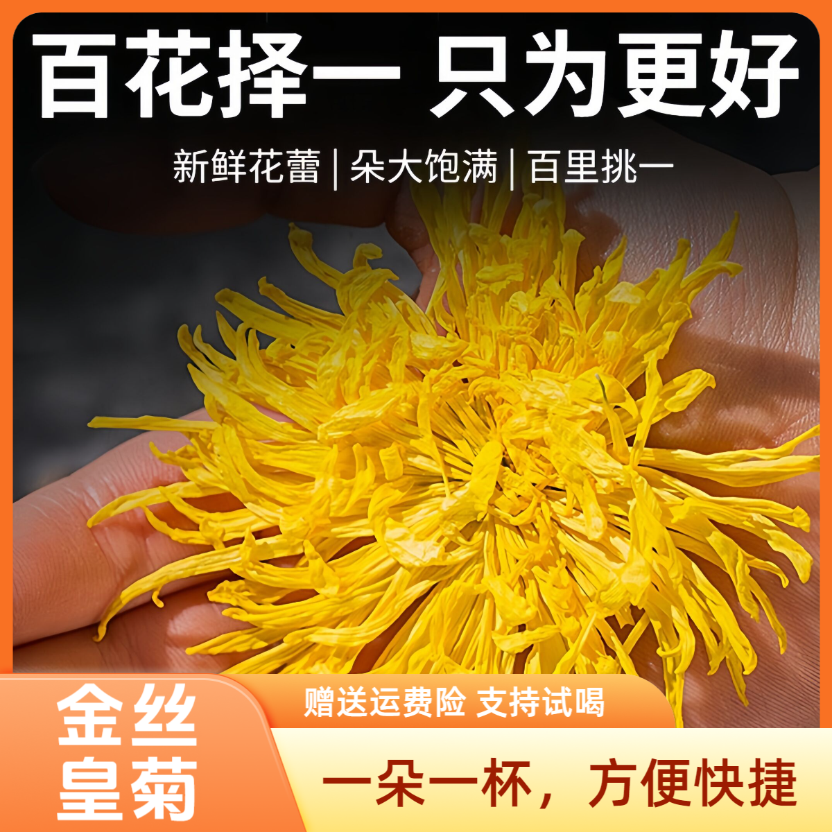 大朵金丝皇菊 贡菊清香大菊花 黄菊花茶黄山高山无硫金丝皇菊花茶
