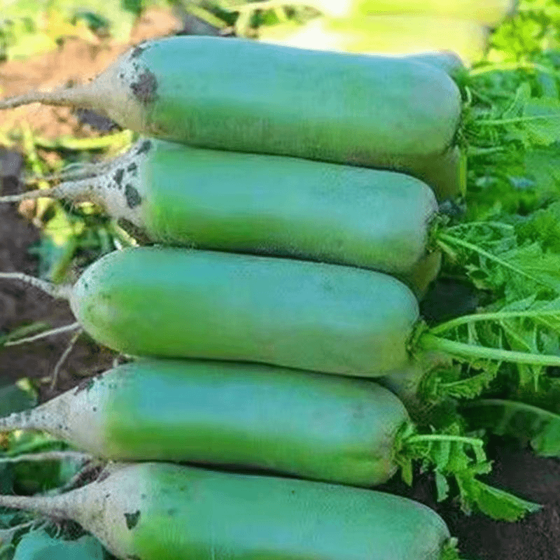 潍坊水果萝卜清甜多汁微辣爽口自产自销绿色生态营养丰富产地直发