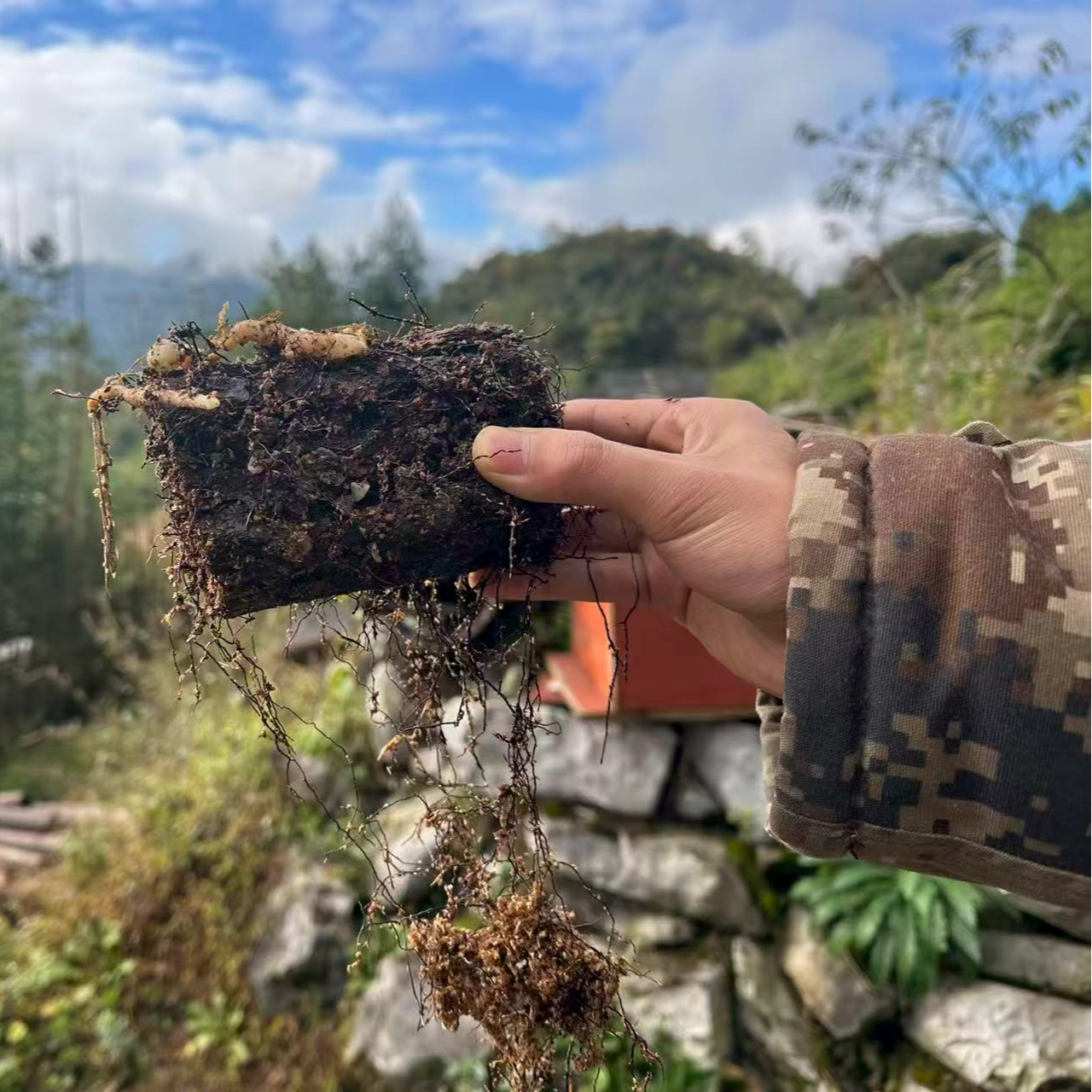 【小草坝乌天麻麻籽全国试种】1份约10个顺丰包邮送教程！