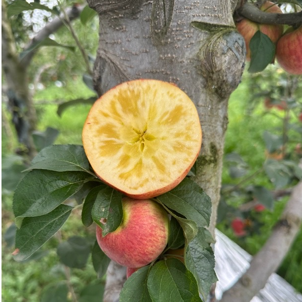 正宗云南昭通冰糖心丑苹果新鲜脆甜水果脆嫩多汁纯香甜化渣
