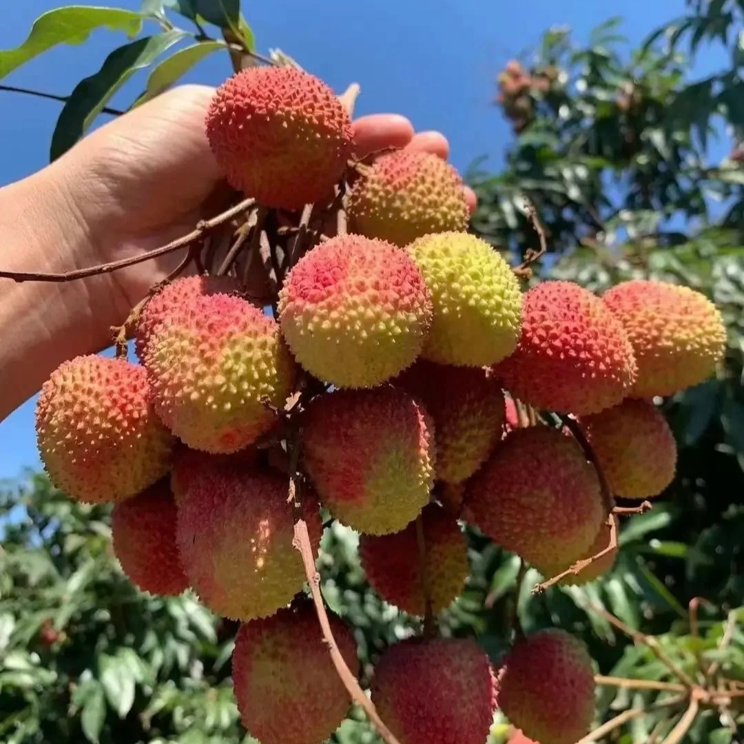 【原土带叶】桂味荔枝树苗冰荔正宗无籽妃子笑果树无核王北方盆栽