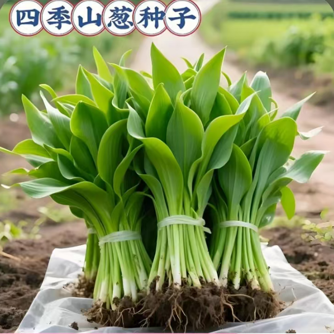 山葱种子韩葱野葱种苗南北方阳台盆栽地栽山野菜简单易活