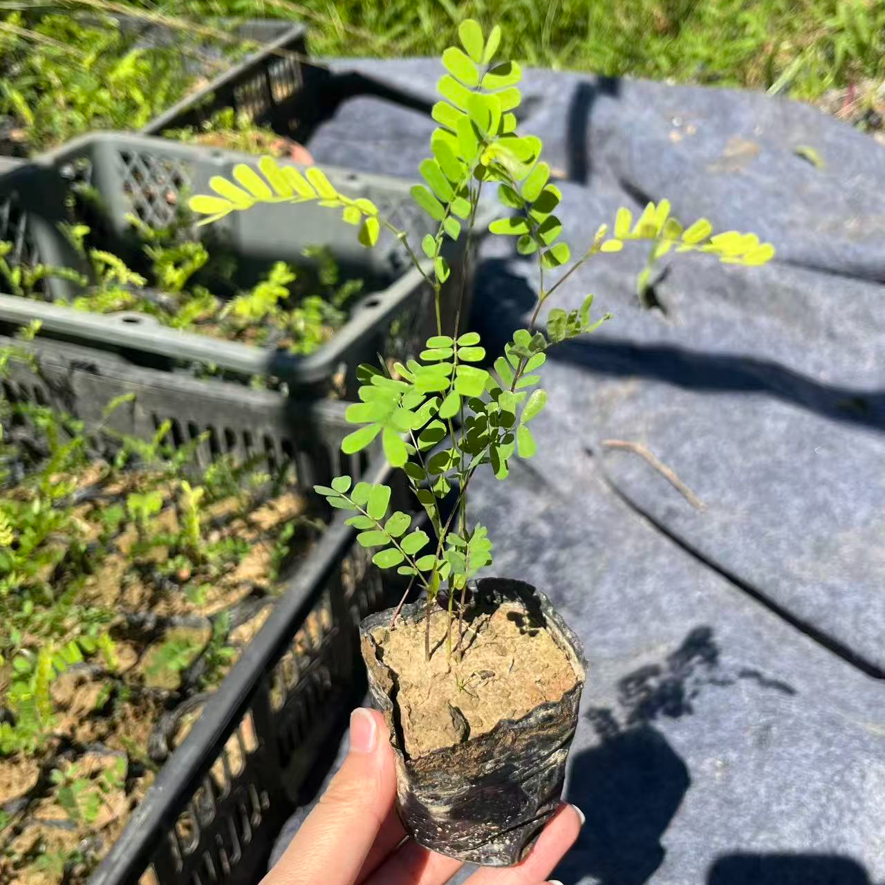 正宗鸡骨草草本中药材绿植盆栽药材植物苗带土径叶有毛