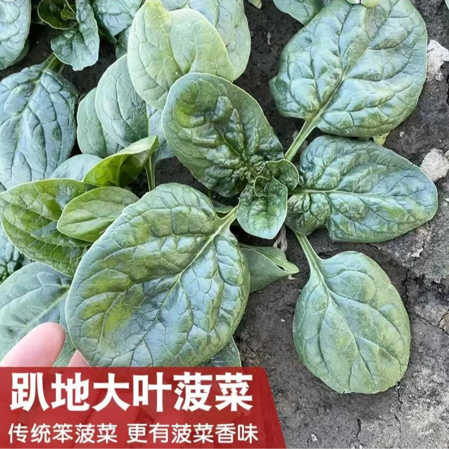抗寒趴地菠菜种子 大叶红根耐寒黑绿越冬抗病菠菜秋冬蔬菜种籽孑