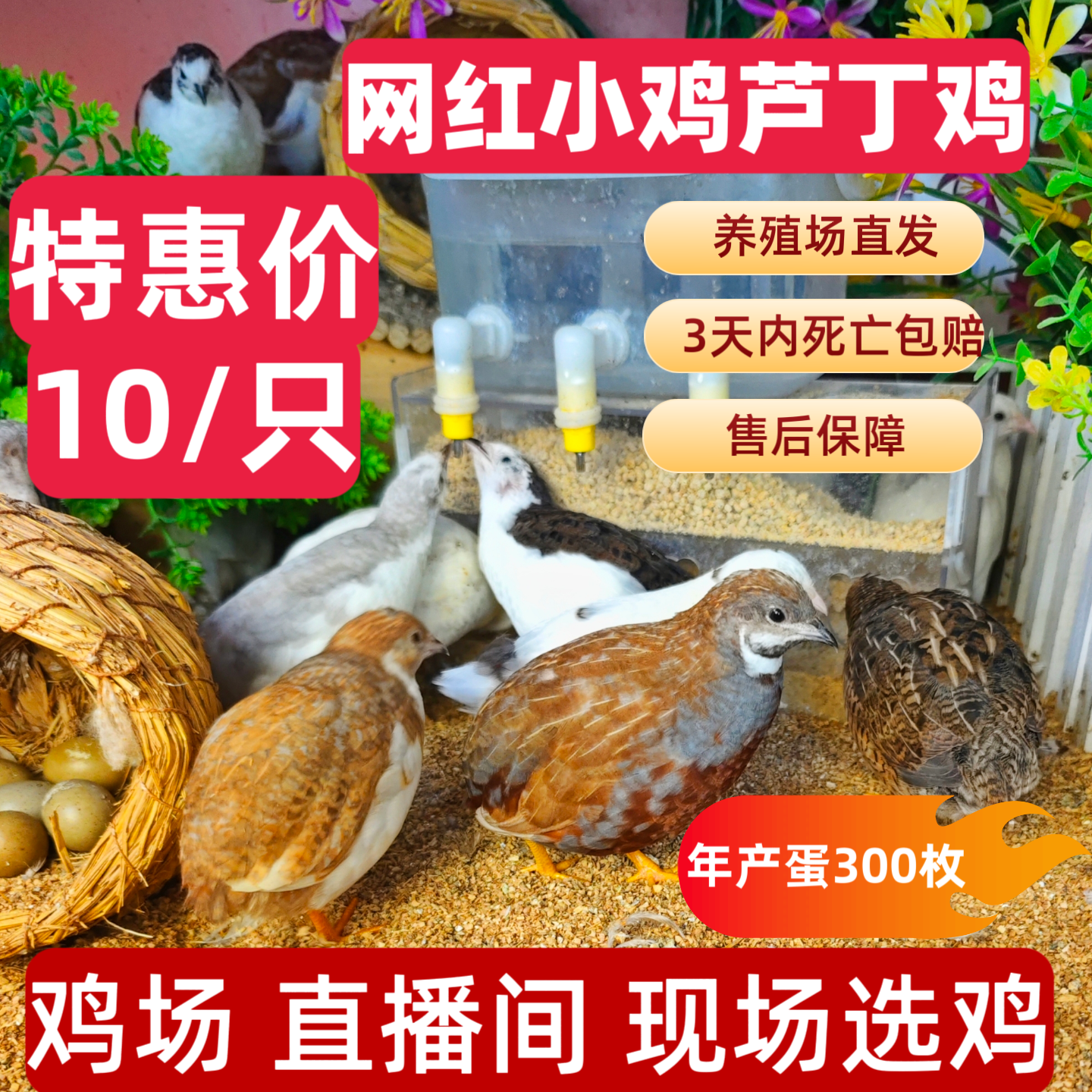 【精品芦丁鸡】宠物小鸡50-80天左右青年鸡，注意保暖