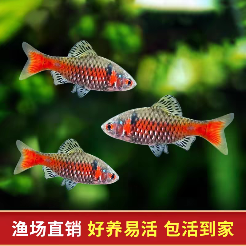 钻石彩虹鲫广温鱼冷水鱼新手好养小型溪流原生淡水鱼群游观赏鱼