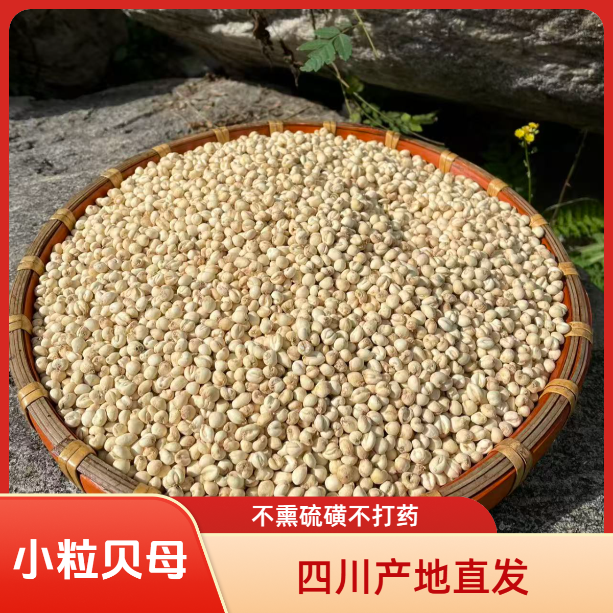 四川高山无硫小粒贝母煮水熬秋梨膏炖鸡炖汤