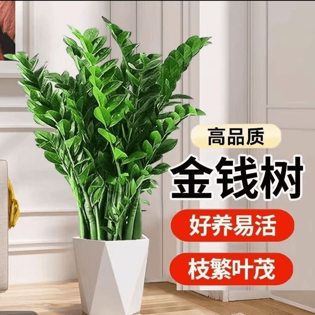 金钱树钱串子乔迁开业送礼净化空气吸甲莫醛易活好养好摆放ks