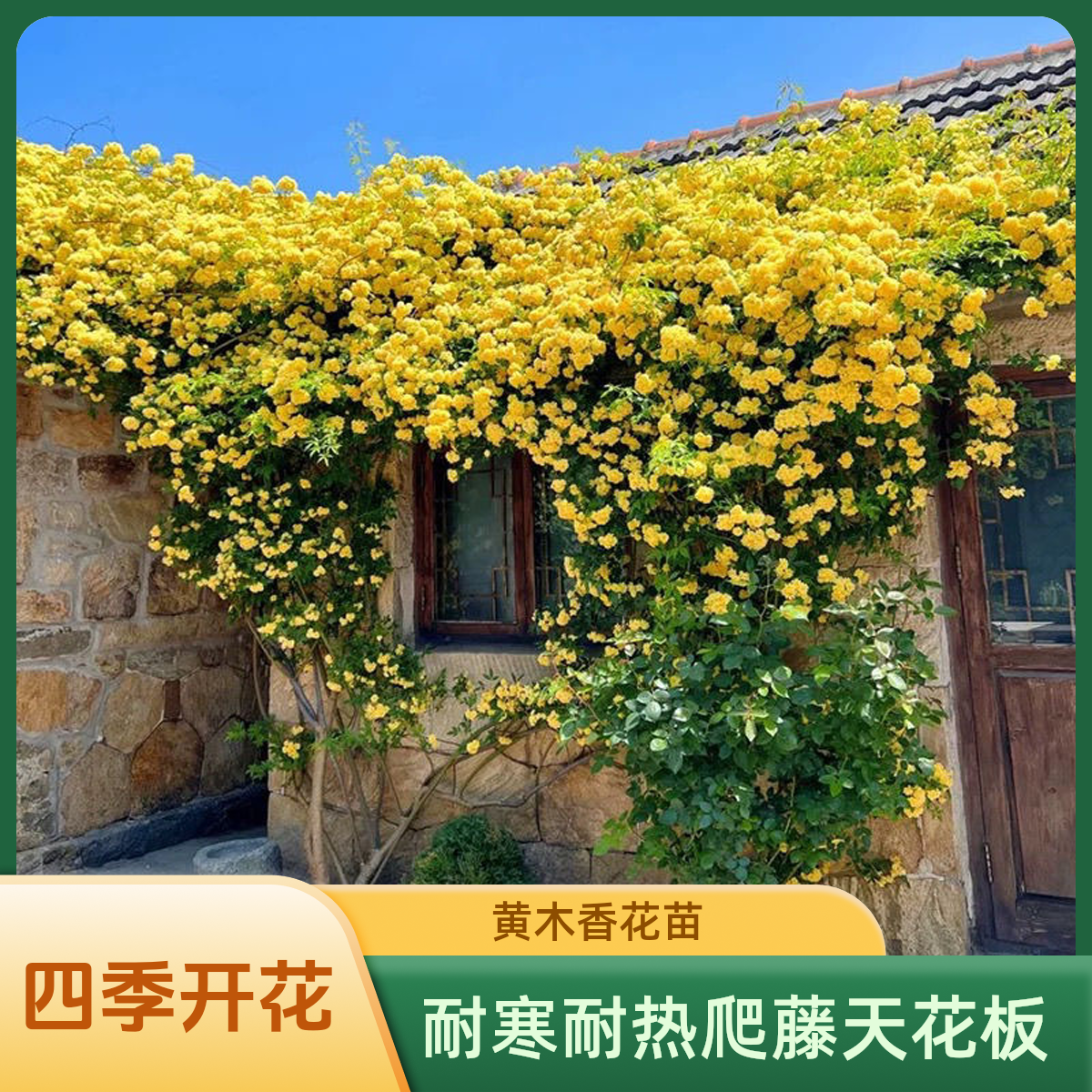 黄木香花苗爬藤植物庭院四季开花浓香木香花盆栽重瓣红白木香树苗