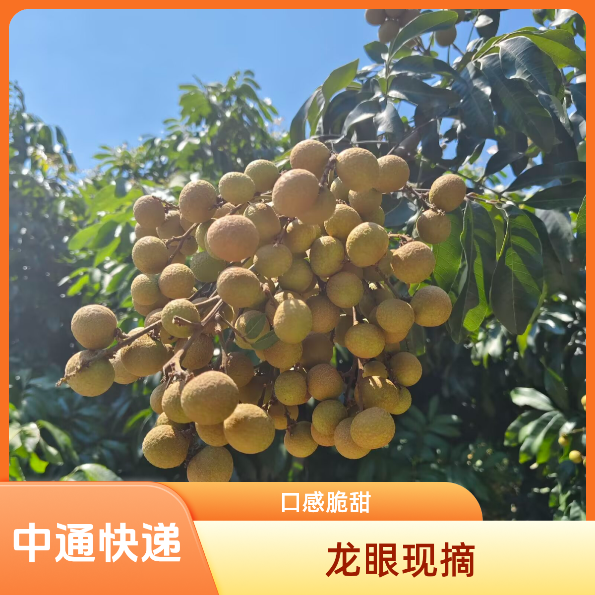 【龙眼】冰糖口感书楼镇石峡储良龙眼现摘现发口感脆甜多汁