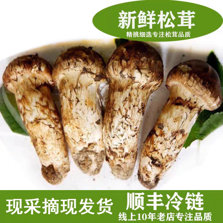 2025雅江新鲜松茸正宗云南松茸香格里拉松茸菌松茸不开伞即食