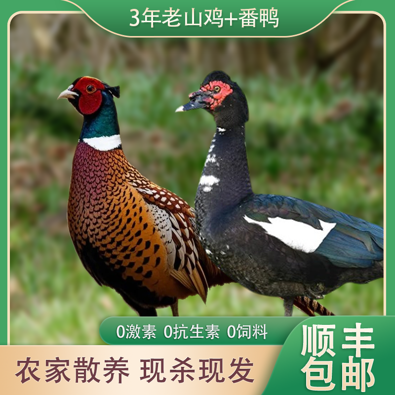 【组合装】山鸡番鸭组合装农家散养五谷喂养现杀冷鲜顺丰包邮