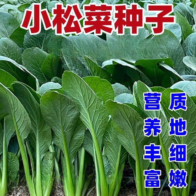 爆款小店小松菜种子小松菜种籽耐热小松菜种子甜脆速生青梗菜论斤