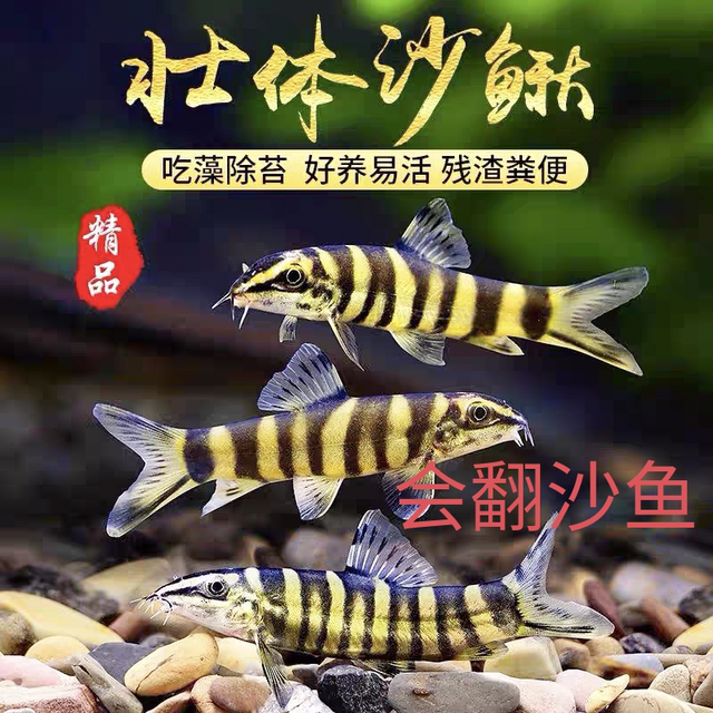 除藻鱼冷水鱼清道夫壮体沙鳅清洁鱼溪流翻沙龙丁底层鱼吃残渣鱼粪