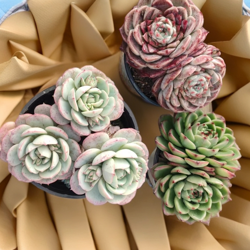 多肉组合植物 （九点九元包邮）好养好看