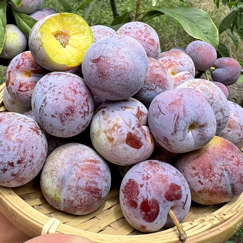 四川高山现摘脱骨李脆红李新鲜应季水果脆甜多汁