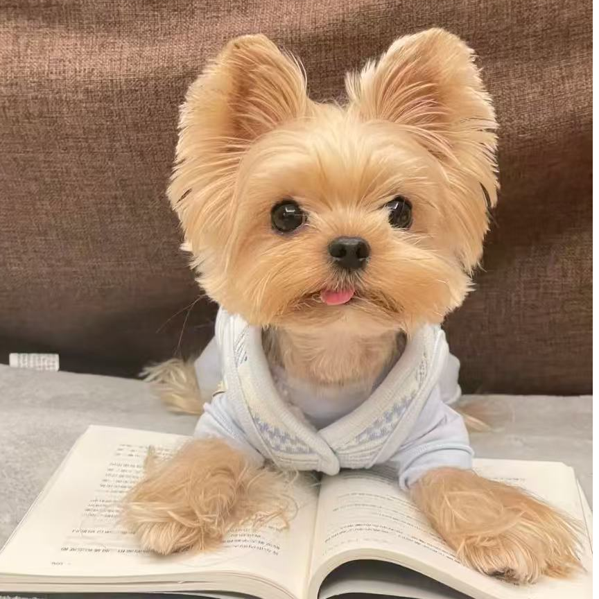 【青禾云】宠物小狗（约克夏、、马尔济斯）幼犬茶杯犬幼犬出售