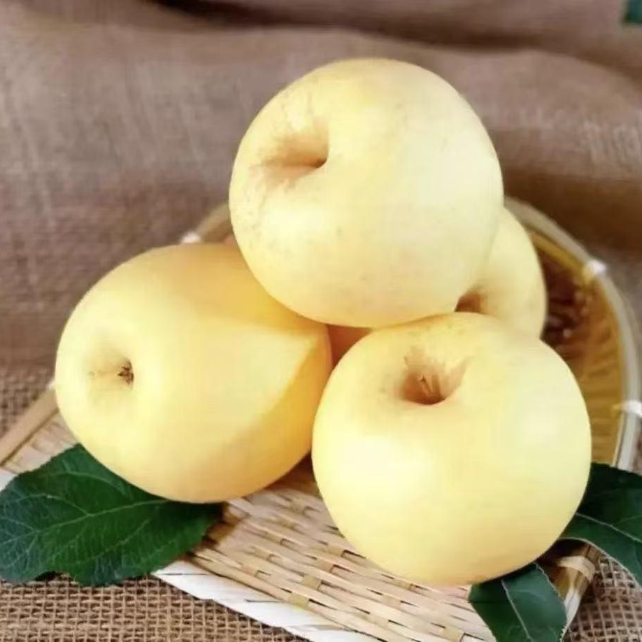 奶油富士苹果脆甜多汁果园现摘新鲜水果