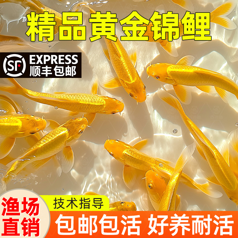 顺丰黄金锦鲤招财鱼自来水可养耐活好养冷水鱼活体小金鱼苗观赏鱼