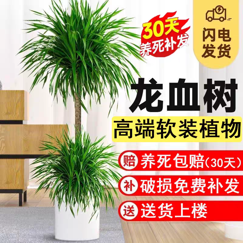 龙血树盆栽太空铁双层老桩高品质室内绿植办公室客厅懒人植物旺宅