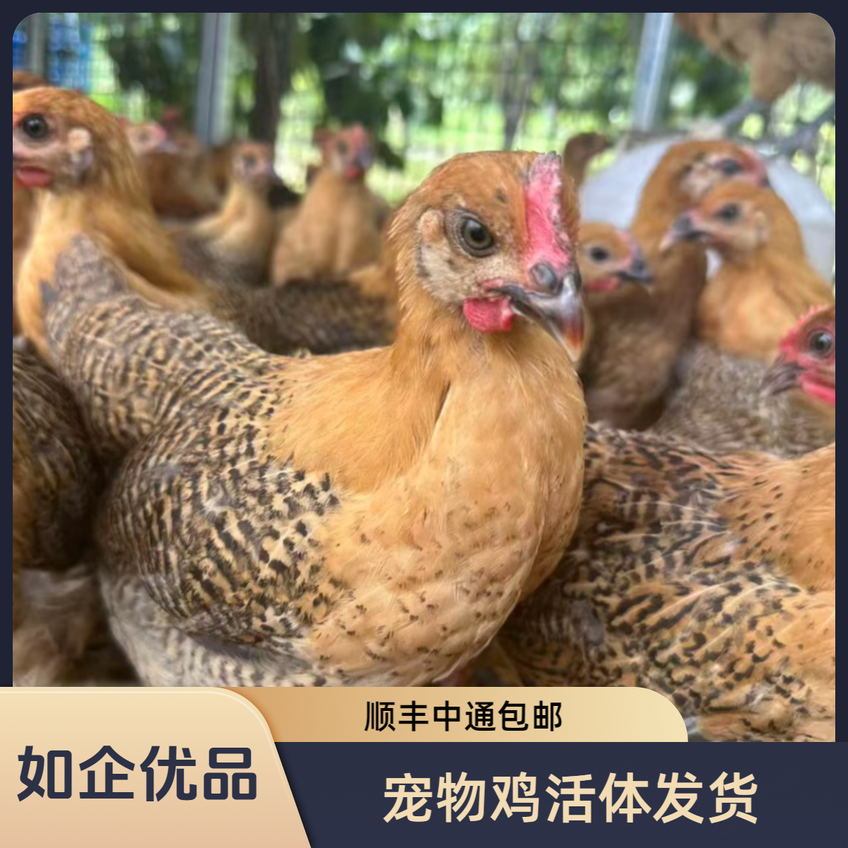 【8只】散养红瑶鸡，宠物鸡，1斤左右发货 活体顺风中通包邮