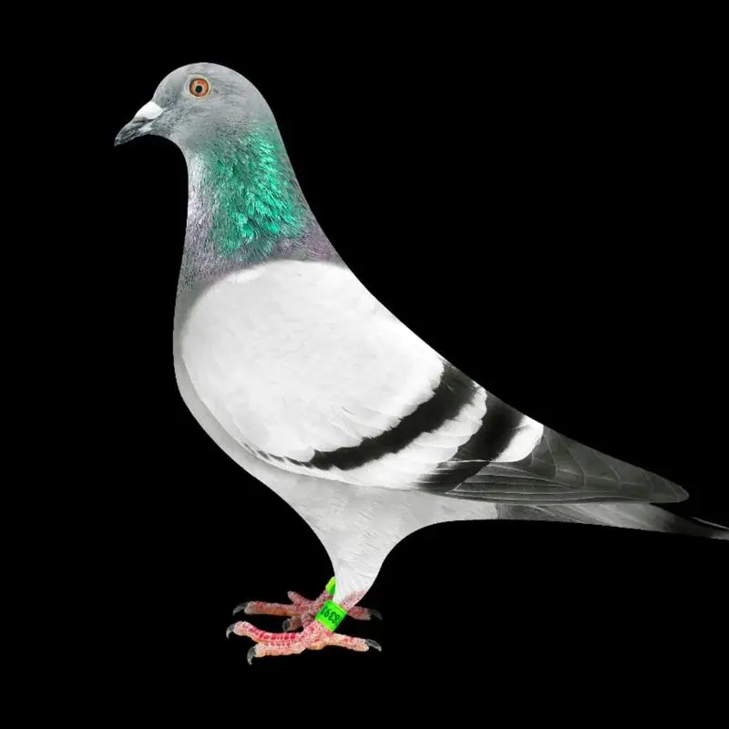 鑫成优品精选鸽子 以直播间为准