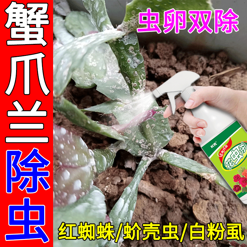 蟹爪兰介壳虫专用营养液除虫剂兰花君子兰防红蜘蛛白蚧壳虫子肥料