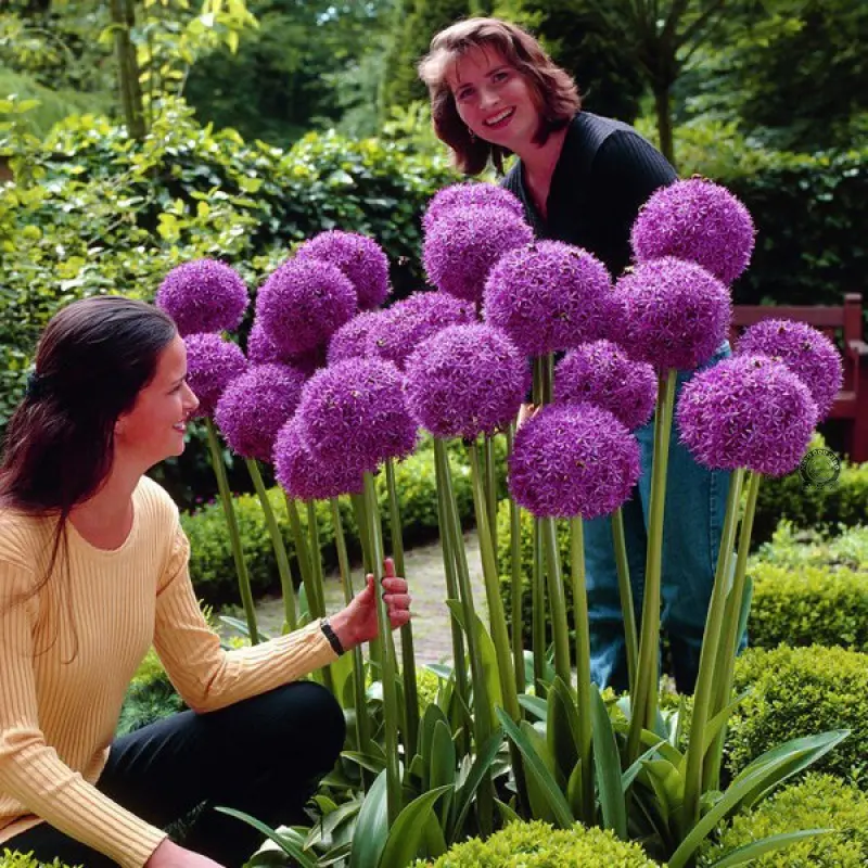 大花葱种球荷兰进口耐寒花卉盆栽植物庭院地栽大葱花球根四季易活