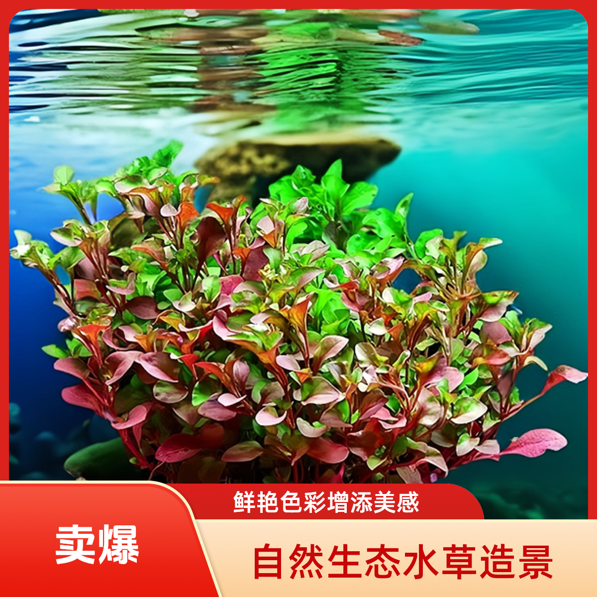 精品水草红波植物鱼缸造景真草绿植好养活懒人新手入门优质水草