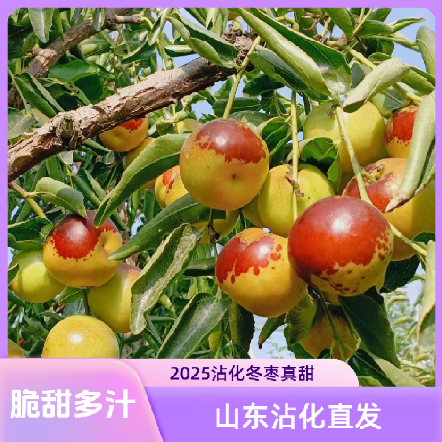 【正宗沾化冬枣3】现摘现发原产地直发自产自销新鲜脆甜爆汁回购高