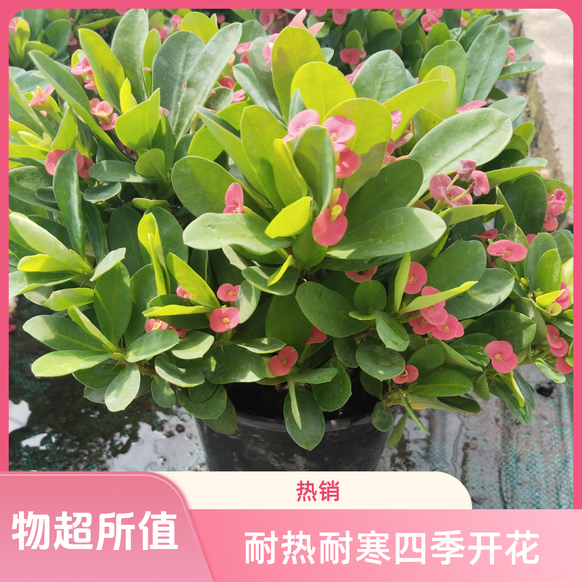 刺梅花盆栽重瓣虎刺梅盆栽玻璃翠花耐热耐寒易活开花植物花卉网红