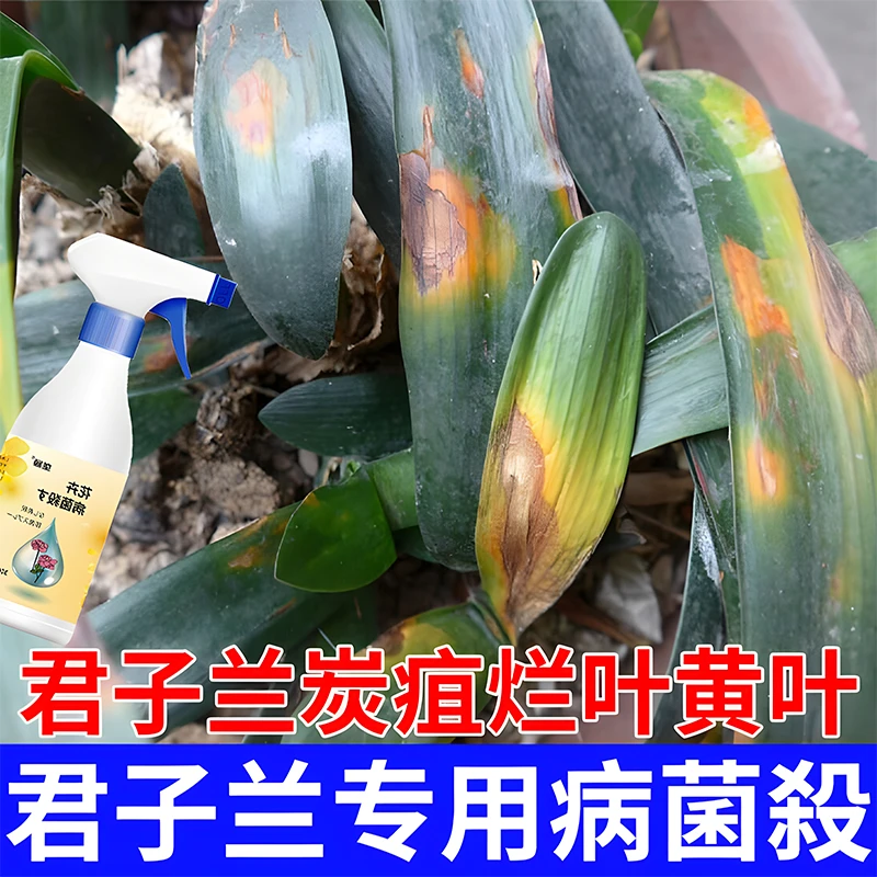君子兰炭疽病专用病害清肥料黄斑锈斑叶斑病软腐病茎腐烂根营养液