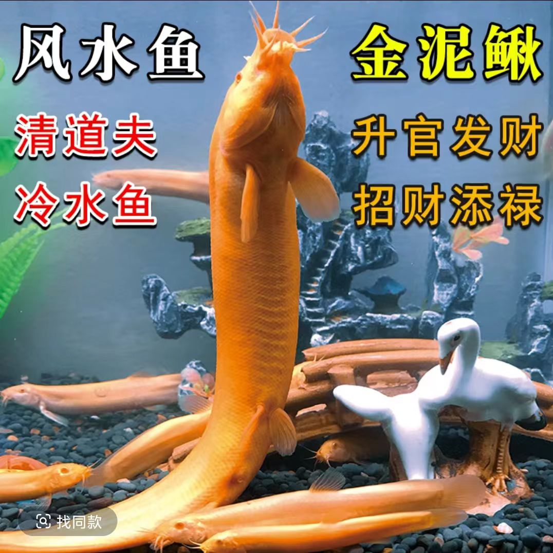 观赏鱼观赏黄金泥鳅清道夫好养冷水工具鱼好鱼缸清洁金鱼饲料耐活