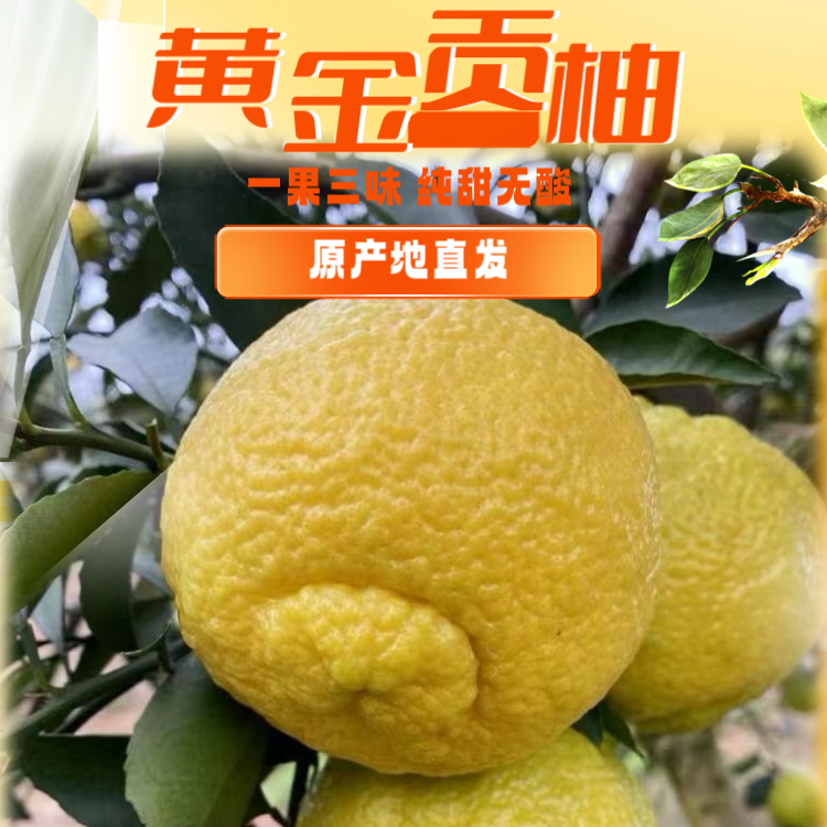 湖南怀化象山青岩垅黄金贡柚柑橘橙子纯甜无酸农家柚子5斤包邮