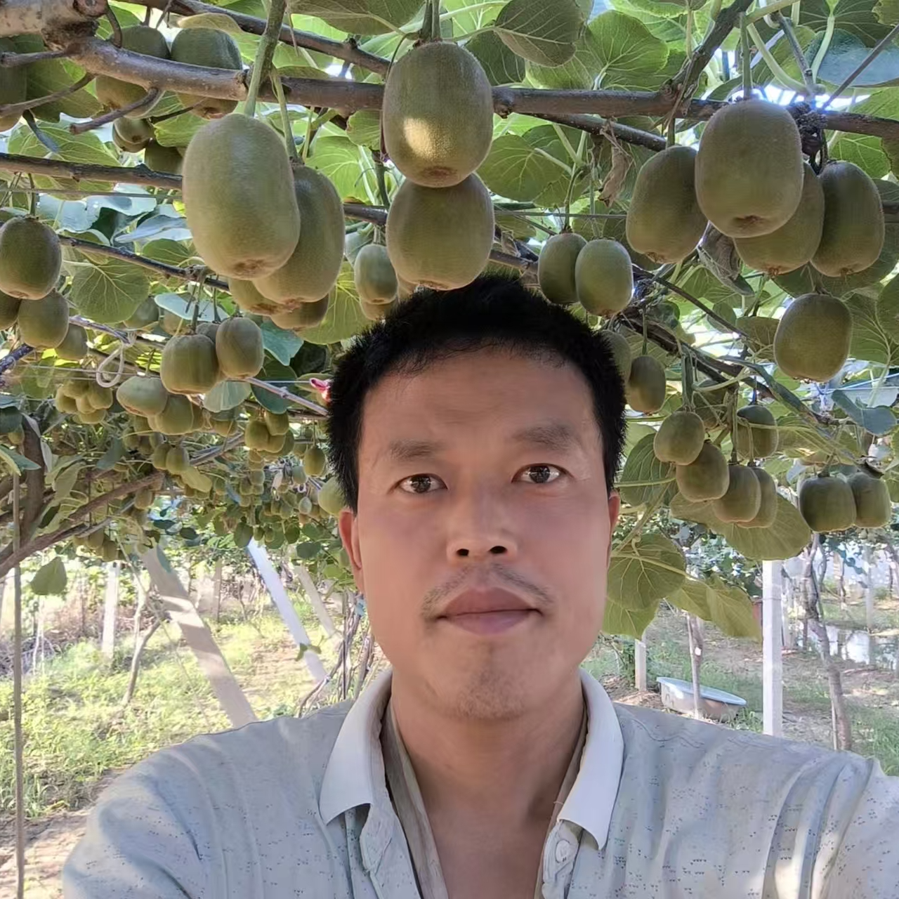 猕猴桃嫁接苗，泰山一号，直径8毫米～1公分，采摘园育苗基地直发