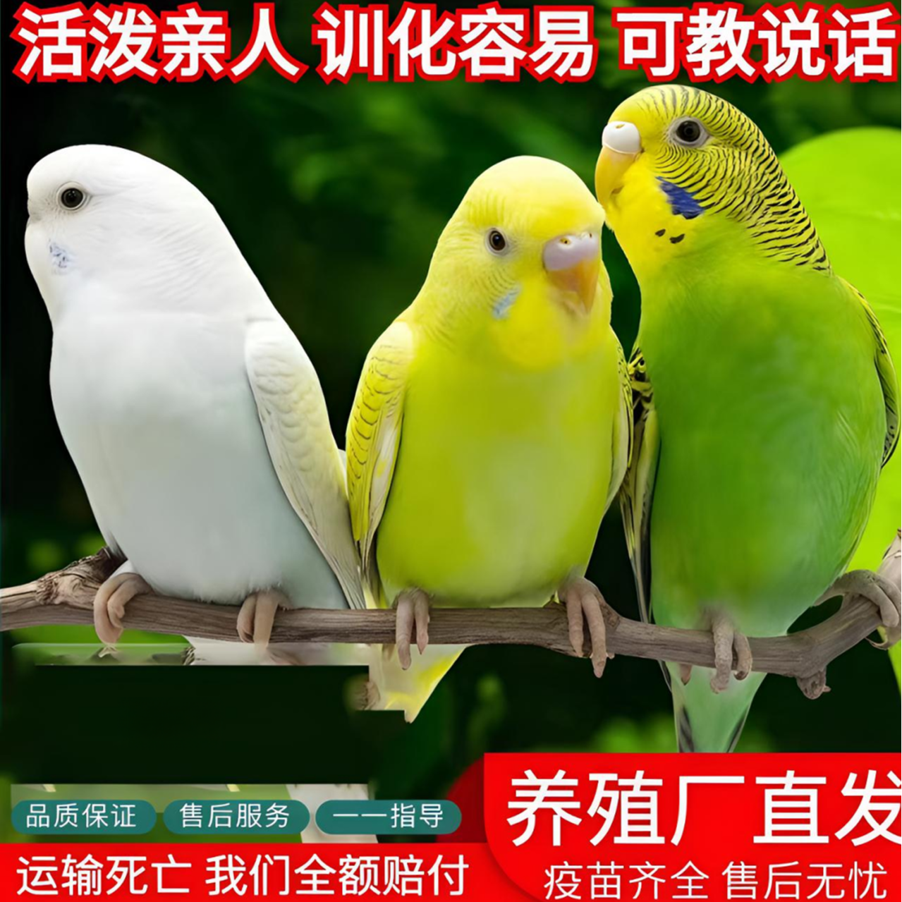 苏2只手养虎皮鹦鹉可教说话好上手亲人粘人彩色宠物鸟