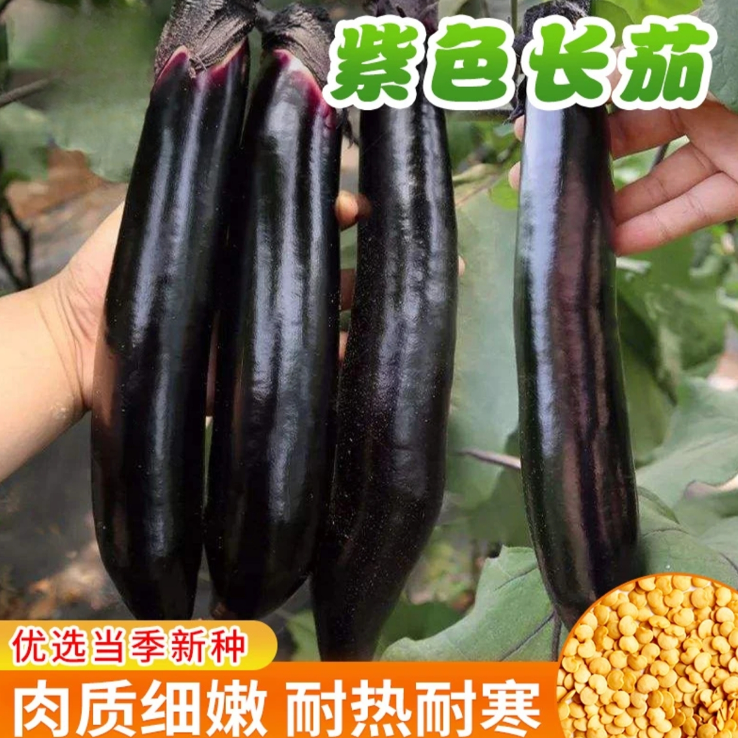【黑紫长茄种子】家庭盆栽地栽四季种植