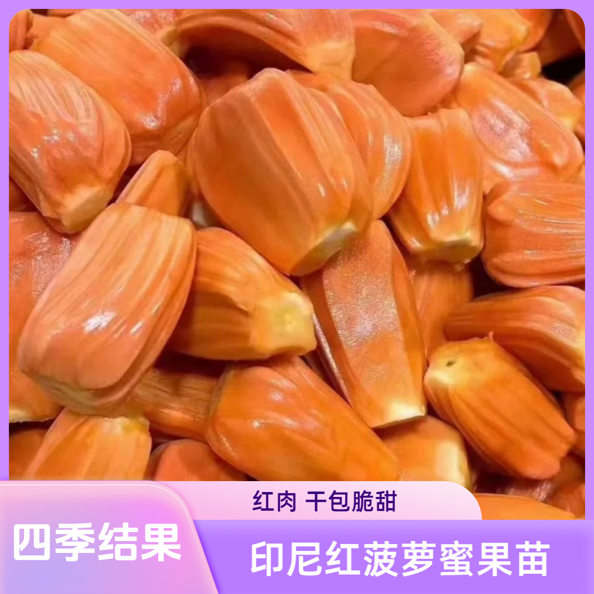 印尼红菠萝蜜树苗 干包脆甜  四季菠萝蜜 黄肉 干包 【一物一拍】