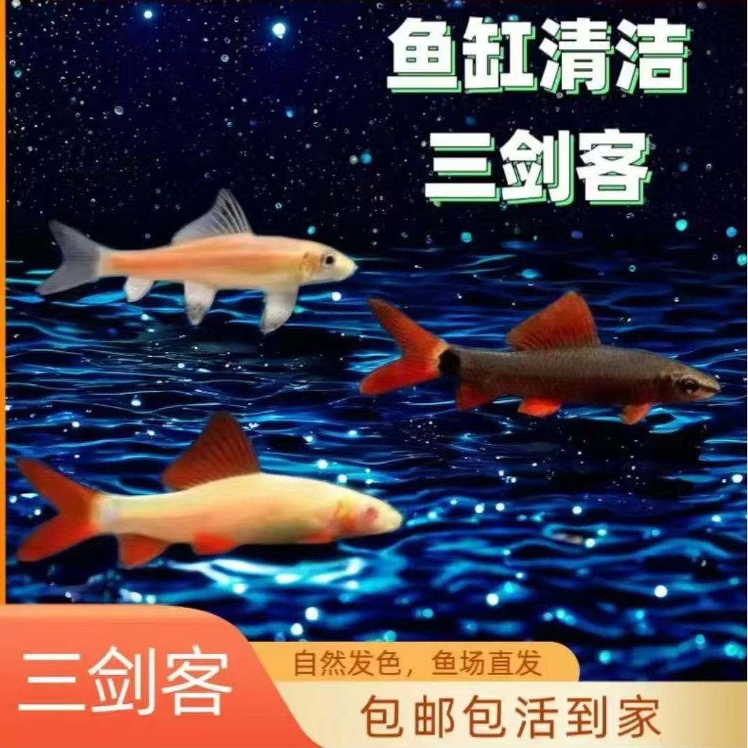 彩虹鲨粉红鲨金苔鼠热带观赏鱼可混养清洁鱼缸吃残渣除藻【加温】