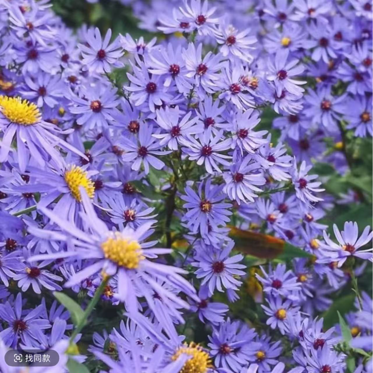 【达人专属】小卡罗荷兰菊多年生爱开花复花阳台庭院花卉
