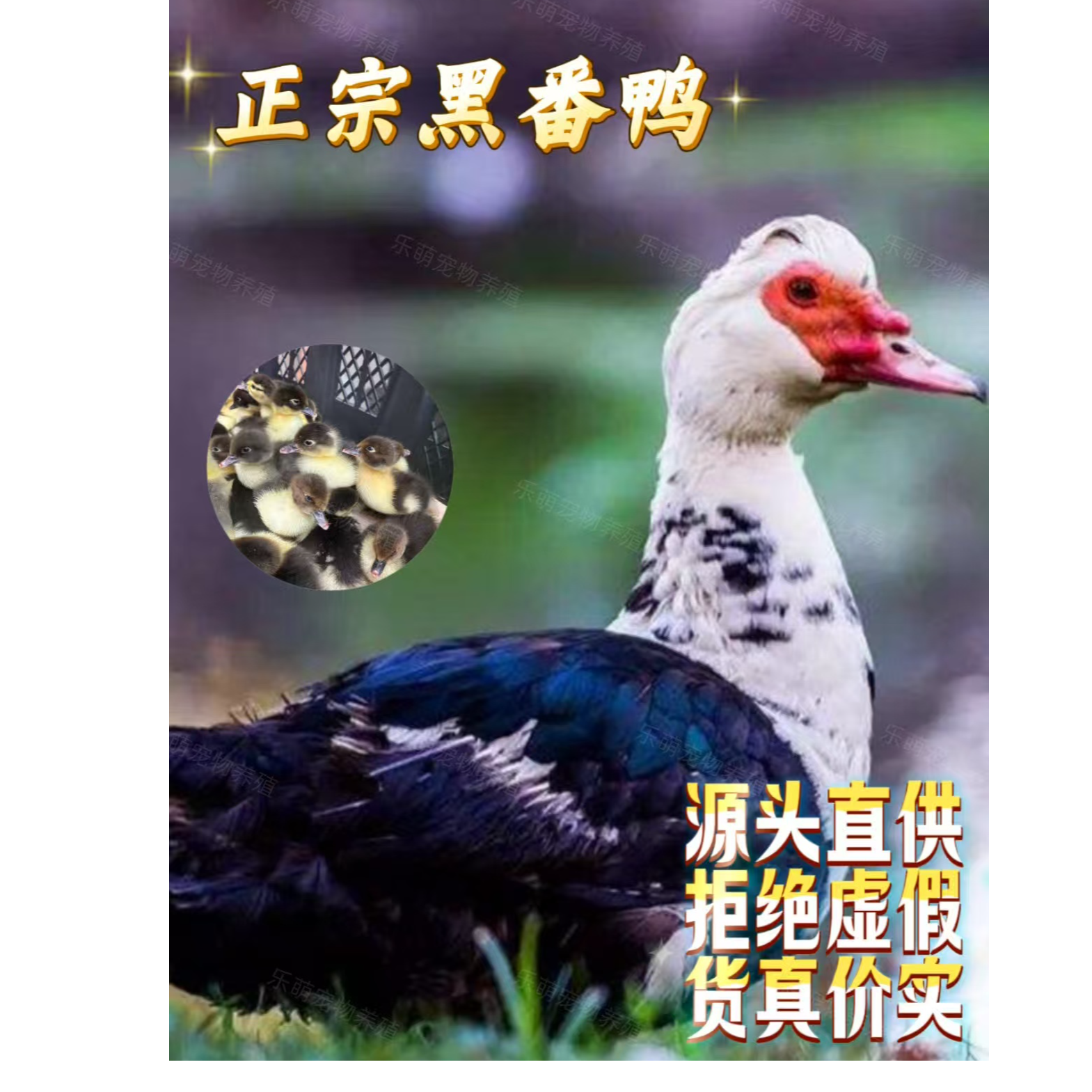 [出壳苗黑白番鸭]宠物鸭红脸鸭西洋鸭柯尔鸭网红鸭