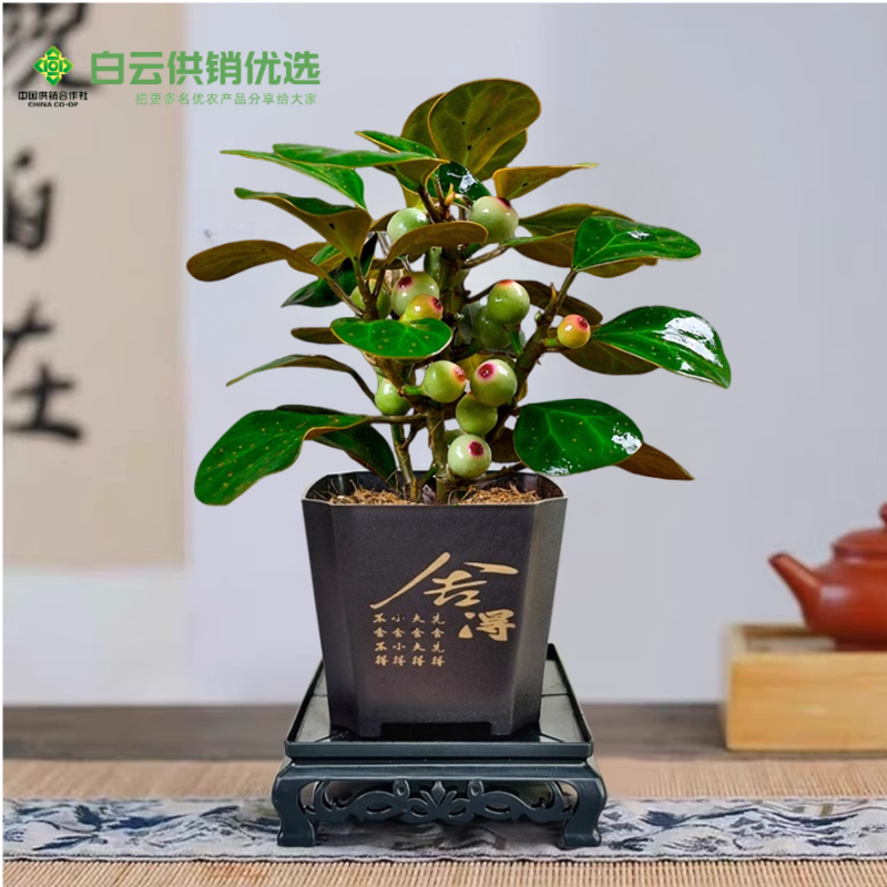 【带果】小盼菩提盆栽植物室内禅意盆景办公室桌面好养净化空气绿植