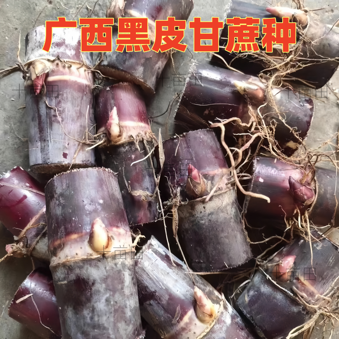 广西黑皮甘蔗苗种黄皮白玉特甜甘蔗种苗种子带芽孢种植黄金甘蔗苗